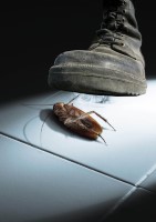 Cockroach Ghost
